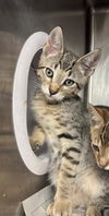 adoptable Cat in stockton, CA named THOMAS