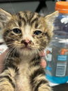 adoptable Cat in stockton, CA named TIMMY