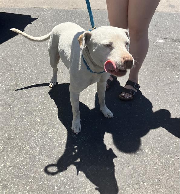 adoptable Dog in Stockton, CA named JAZZY