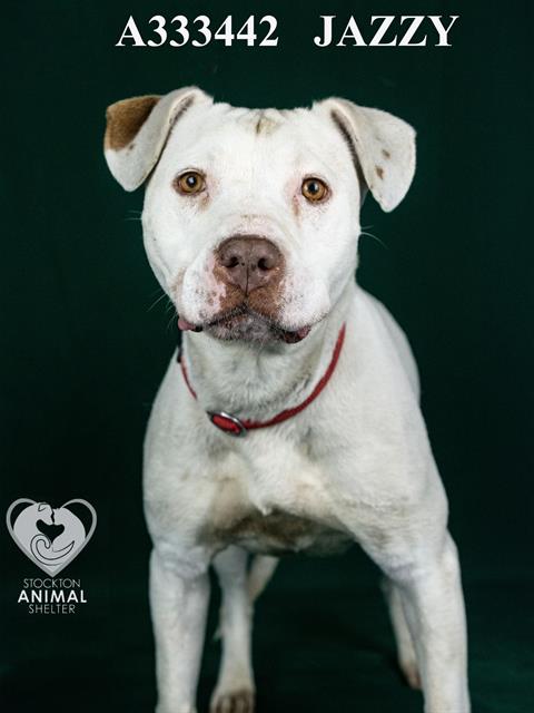 adoptable Dog in Stockton, CA named JAZZY