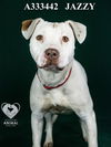 adoptable Dog in  named JAZZY