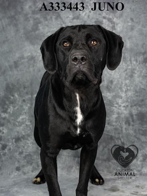 adoptable Dog in Stockton, CA named JUNO