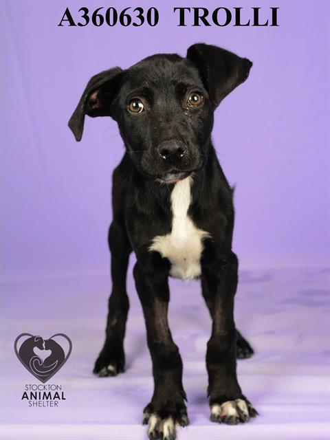 adoptable Dog in Stockton, CA named TROLLI