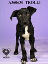 adoptable Dog in  named TROLLI