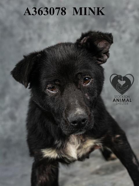 adoptable Dog in Stockton, CA named MINK