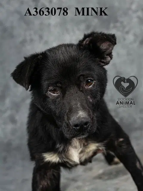 Mink - Australian Cattle Dog/Blue Heeler