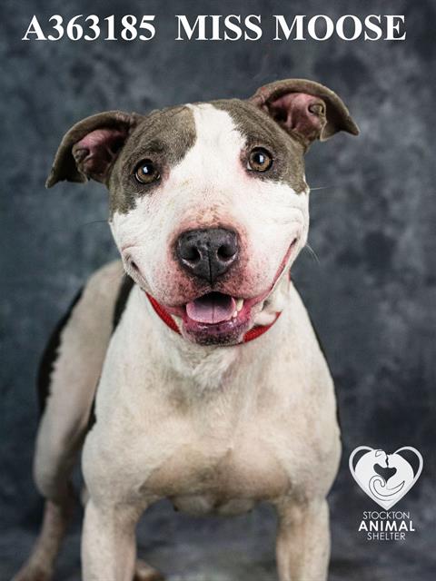adoptable Dog in Stockton, CA named MISS MOOSE