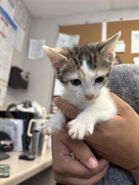 adoptable Cat in Stockton, CA named SERENA