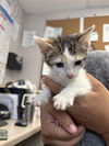 adoptable Cat in stockton, CA named SERENA
