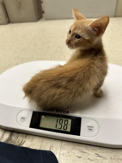 adoptable Cat in Stockton, CA named MISTY GREEN