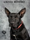 adoptable Dog in stockton, CA named BONOBO