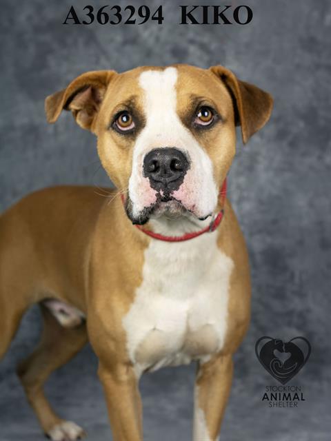 adoptable Dog in Stockton, CA named KIKO
