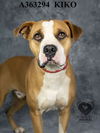adoptable Dog in  named KIKO