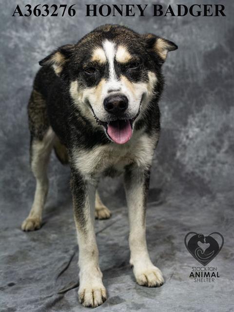 adoptable Dog in Stockton, CA named HONEY BADGER