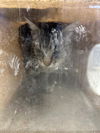adoptable Cat in stockton, CA named A361918