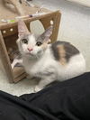 adoptable Cat in stockton, CA named A363031