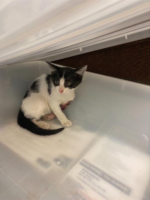 adoptable Cat in Stockton, CA named WINNIE