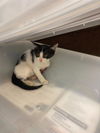 adoptable Cat in stockton, CA named WINNIE