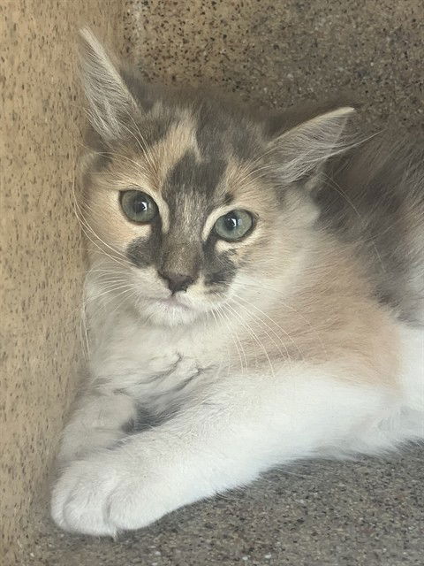 adoptable Cat in Stockton, CA named SPICY