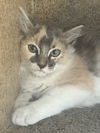 adoptable Cat in stockton, CA named SPICY