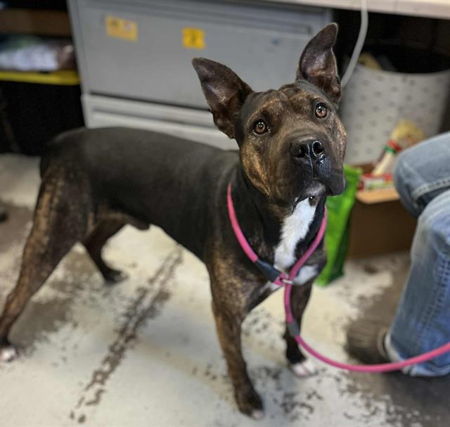 adoptable Dog in Stockton, CA named SHRIMP