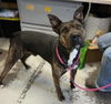 adoptable Dog in stockton, CA named SHRIMP