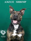 adoptable Dog in Stockton, CA named SHRIMP