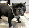 adoptable Dog in stockton, CA named TAZMANIAN