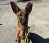 adoptable Dog in stockton, CA named WILLA