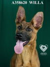 adoptable Dog in  named WILLA