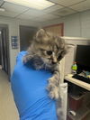 adoptable Cat in stockton, CA named GEORGE