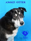 adoptable Dog in stockton, CA named OTTER