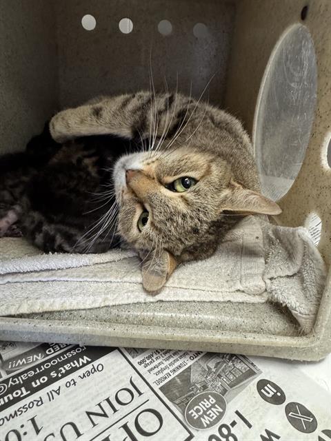 adoptable Cat in Stockton, CA named BROWN MAMA