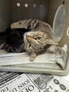 adoptable Cat in stockton, CA named BROWN MAMA