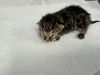 adoptable Cat in stockton, CA named A360807