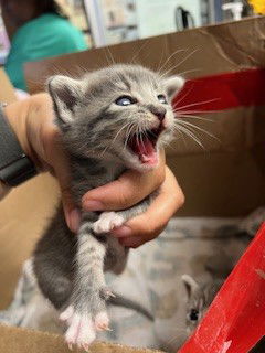adoptable Cat in Stockton, CA named A361323