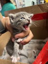 adoptable Cat in stockton, CA named A361323