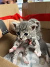 adoptable Cat in stockton, CA named A361325