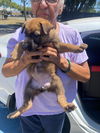 adoptable Dog in stockton, CA named BLUE