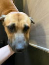 adoptable Dog in stockton, CA named DELTA