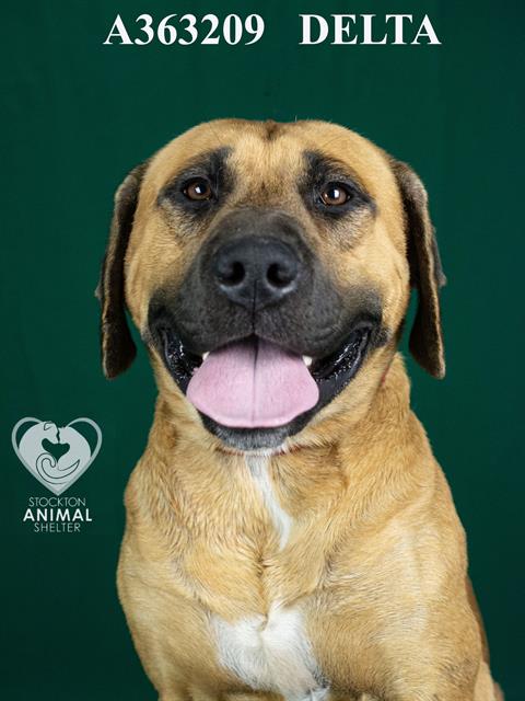 adoptable Dog in Stockton, CA named DELTA