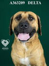 adoptable Dog in Stockton, CA named DELTA