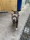 adoptable Dog in  named PARTRIDGE