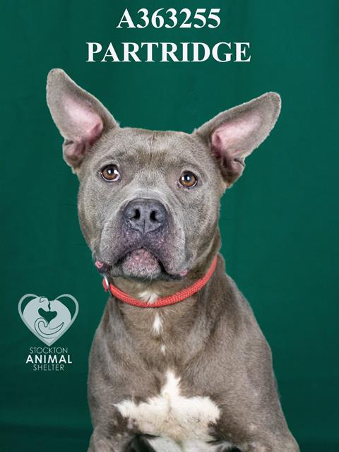 PARTRIDGE - Pit Bull Terrier available for adoption