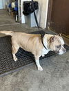 adoptable Dog in  named PYGMY