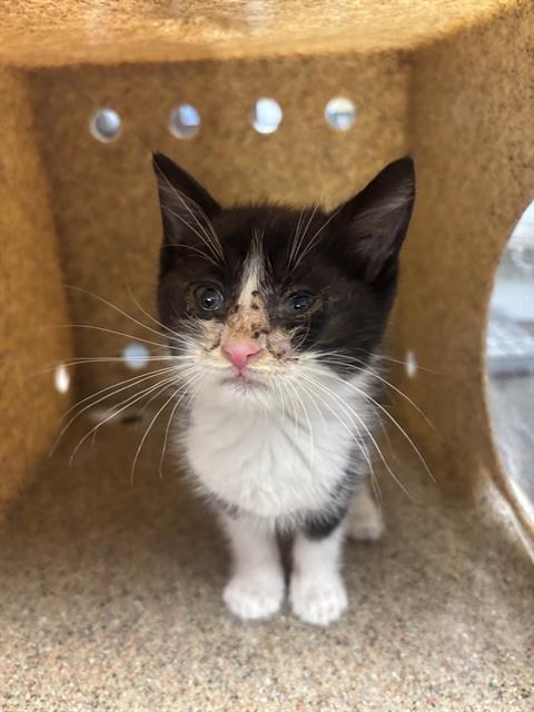 adoptable Cat in Stockton, CA named WOODSTOCK