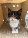 adoptable Cat in stockton, CA named WOODSTOCK