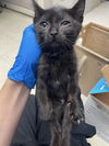 adoptable Cat in Stockton, CA named LISA