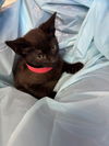 adoptable Cat in  named MAX
