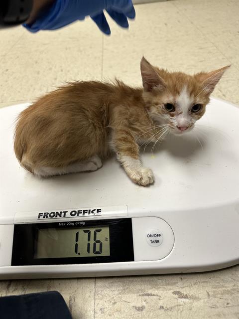 adoptable Cat in Stockton, CA named REBA